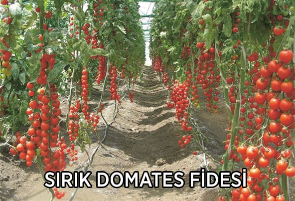sırık domates fidesi