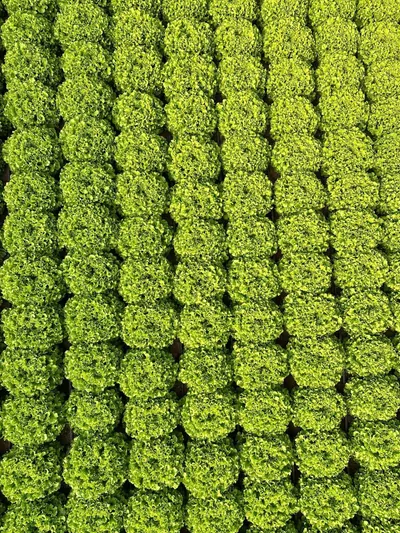 Marul fidesi üretim serası