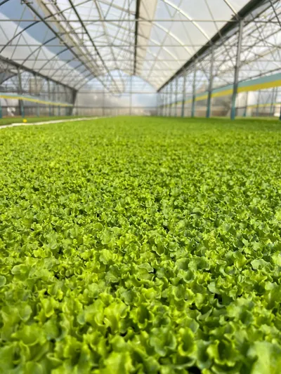 Marul fidesi yetiştirme tesisi