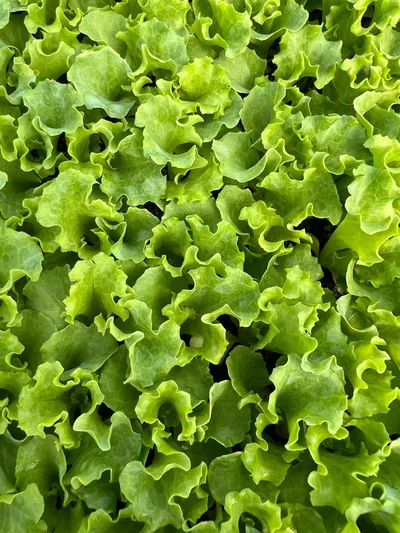 Marul fidesi üretimi