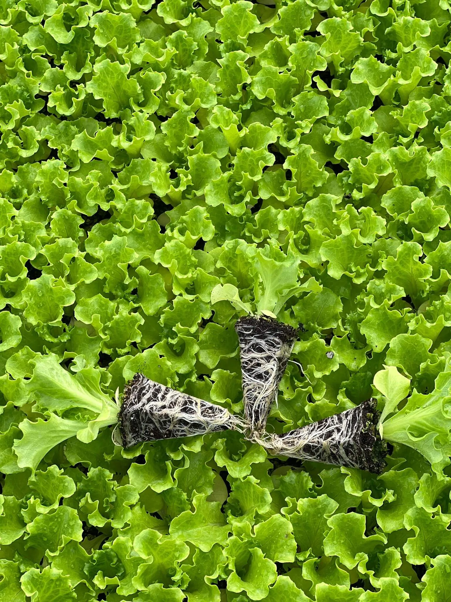 Kanaryole kıvırcık marul fidesi